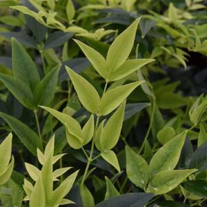 Nandina domestica 'Magical Lemon and Lime' 70-80 cm